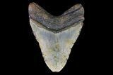 Large, Fossil Megalodon Tooth - North Carolina #75538-2
